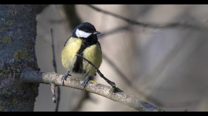 Great Tit