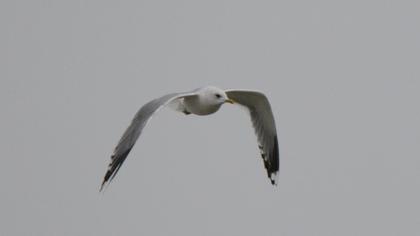 Mew Gull