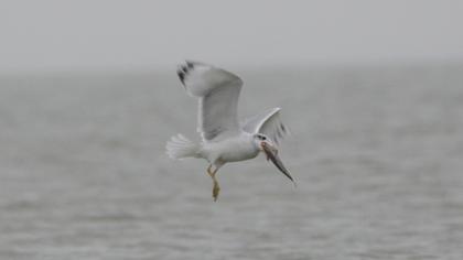 Pallas`s Gull