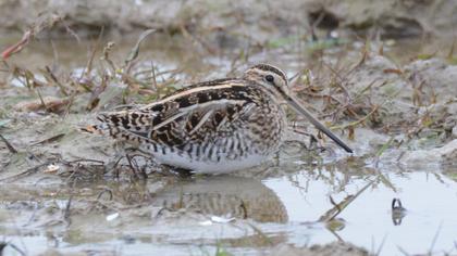 Common Snipe