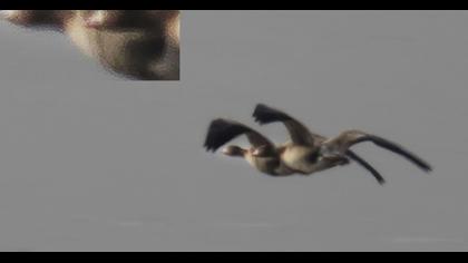Lesser White-fronted Goose
