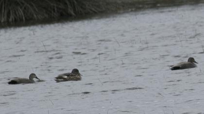 Gadwall