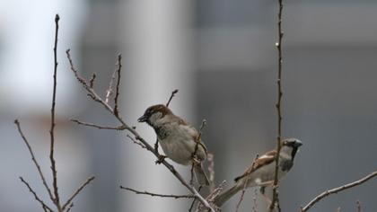 House Sparrow