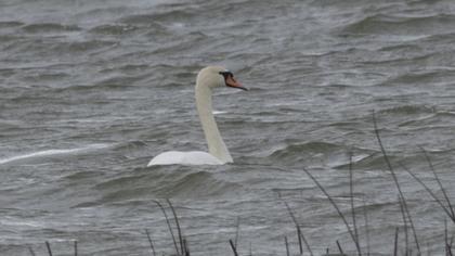 Mute Swan