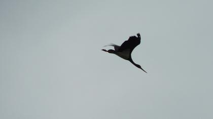 Black Stork