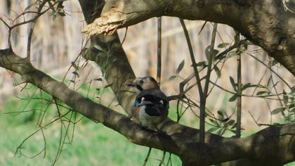 Eurasian Jay