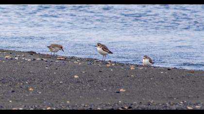 Lesser Sand Plover
