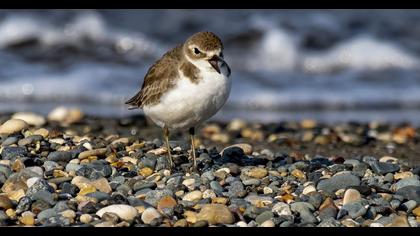 Lesser Sand Plover