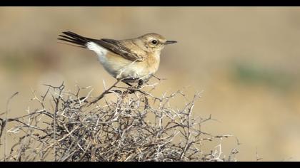 Desert Wheatear