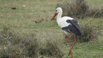 White Stork
