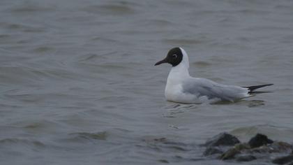 Black-headed Gull