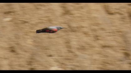 Wallcreeper