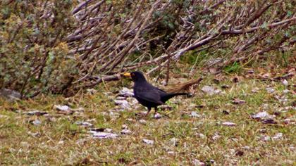 Common Blackbird