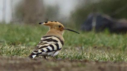 Eurasian Hoopoe