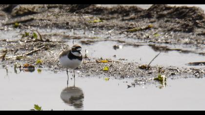 Little Ringed Plover