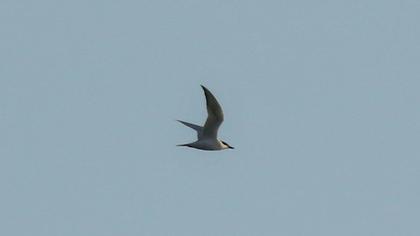 Gull-billed Tern