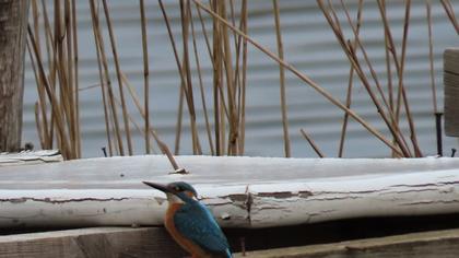 Common Kingfisher