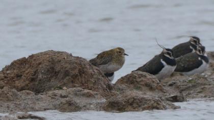 European Golden Plover