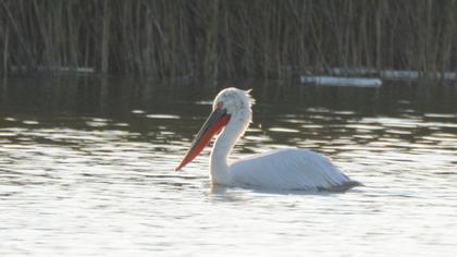 Dalmatian Pelican