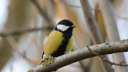 Great Tit
