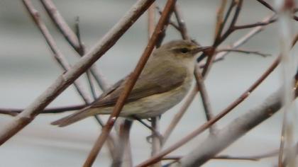 Common Chiffchaff