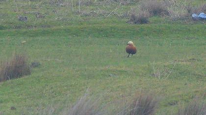 Ruddy Shelduck