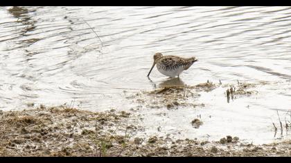 Common Snipe
