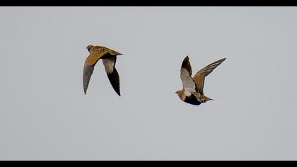 Black-bellied Sandgrouse