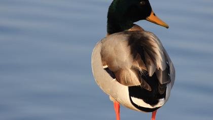 Mallard