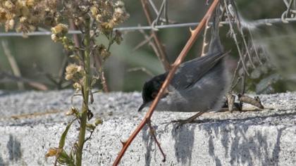 Sardinian Warbler