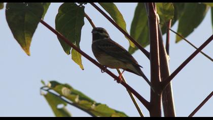 Cirl Bunting