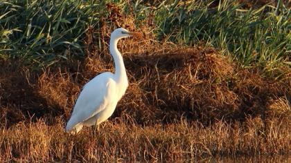 Great Egret