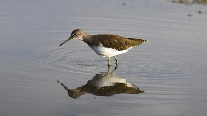 Green Sandpiper