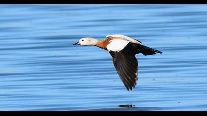 Ruddy Shelduck
