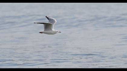 Slender-billed Gull