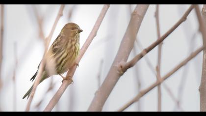 European Serin