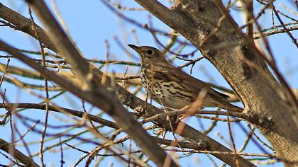 Song Thrush