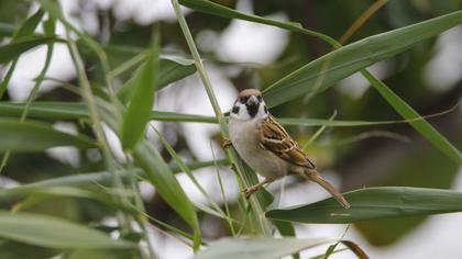 Eurasian Tree Sparrow
