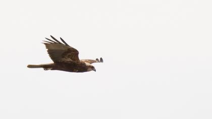 Western Marsh Harrier