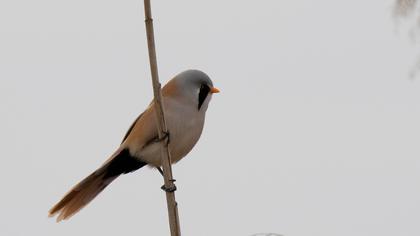 Bearded Reedling