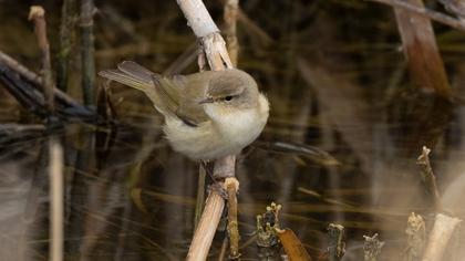 Common Chiffchaff