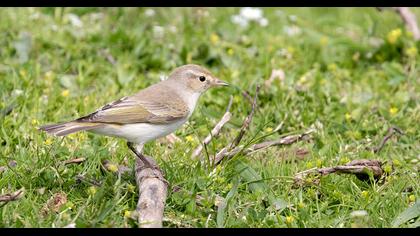 Eastern Bonelli`s Warbler