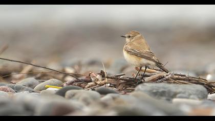 Desert Wheatear