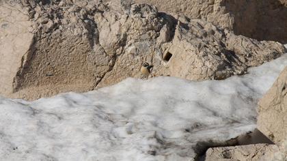 White-throated Robin