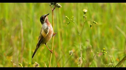 Subalpine Warbler