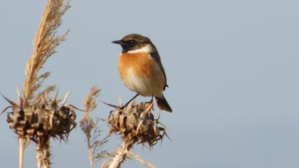 European Stonechat