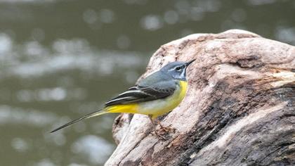 Grey Wagtail