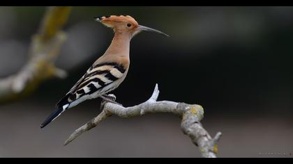 Eurasian Hoopoe