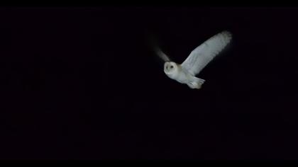 Western Barn Owl