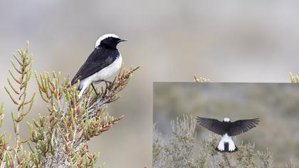 Pied Wheatear